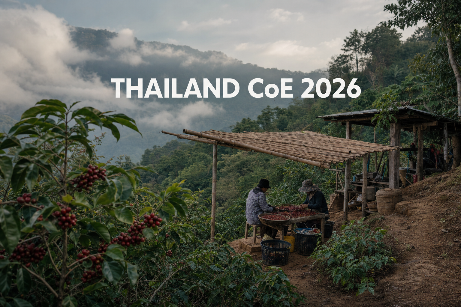 霧に包まれた山あいのコーヒー畑で、赤い実を選別する2人と「THAILAND CoE 2026」の文字を配した編集用ビジュアル。